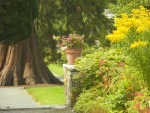 Flower-pot-with-tree-Birr-Castle