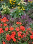 Flowers-red-purple-orange-yellow-green