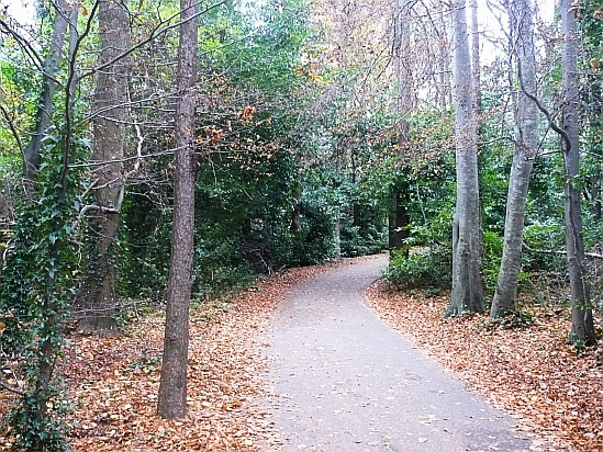 Forest path - Public Domain Photograph