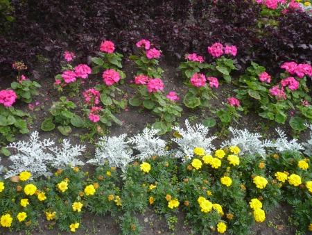 Formal flower display - Public Domain Photograph