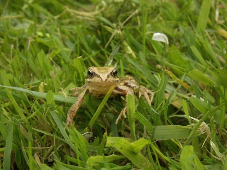 Frog in grass - Public Domain Photograph