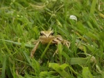 Frog-in-grass