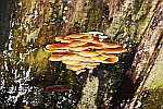 Fungus-growing-on-tree