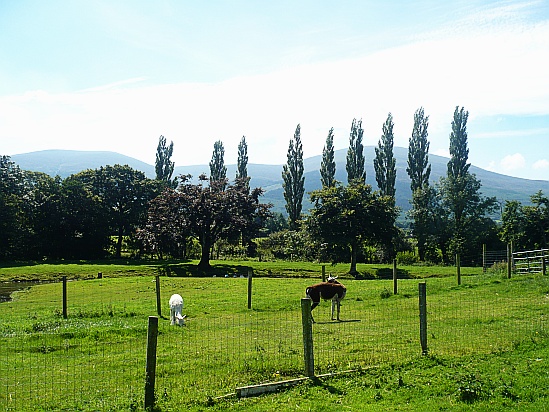 Goats in paddock - Public Domain Photograph