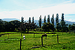 Goats-in-paddock