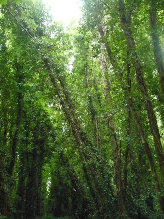 Green Tree Canopy - Public Domain Photograph