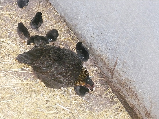 Hen with Chicks - Public Domain Photograph
