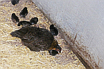Hen-with-Chicks