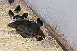 Hen-with-Chicks