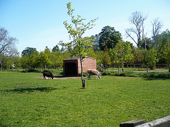 Horses near barn - Public Domain Photograph