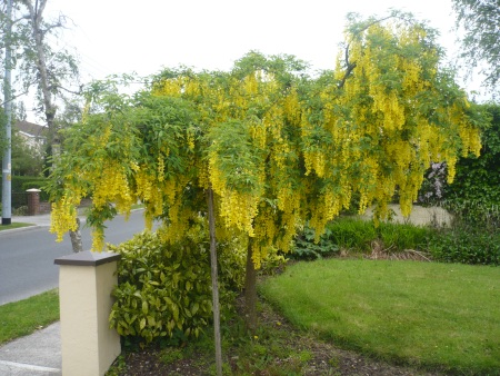 Laburnum Tree Yellow - Public Domain Photograph