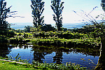 Landscape-tree-river