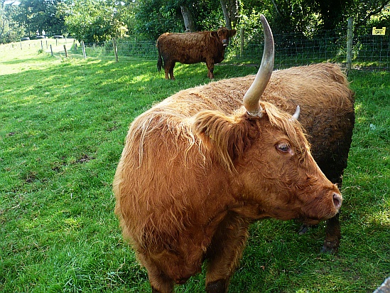Large bull with horns - Public Domain Photograph