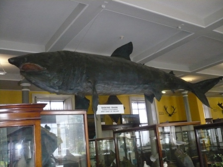 Natural History Museum Dublin Whale - Public Domain Photograph