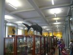 Natural-History-Museum-Dublin