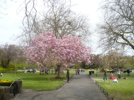 Pink Cherry Tree - Public Domain Photograph