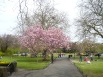 Pink-Cherry-Tree