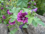 Purple-Flower-in-Rockery