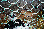 Rabbits-in-cage