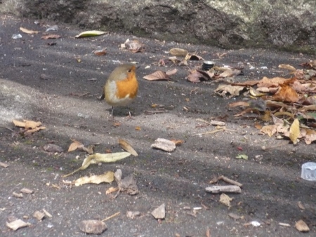 Red Robin Bird - Public Domain Photograph