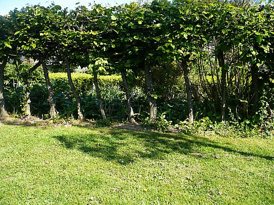 Small Tree Hedges - Public Domain Photograph