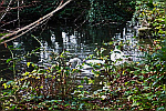 Swans-swimming-on-a-lake