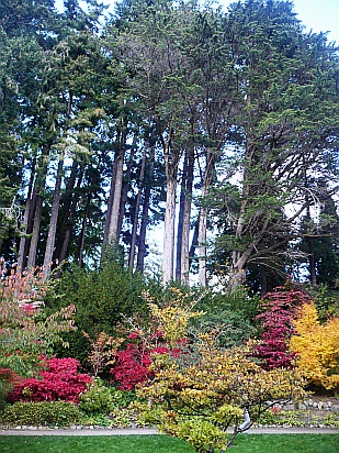 Trees with colorful shrubs - Public Domain Photograph