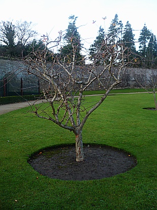 Winter tree - Public Domain Photograph
