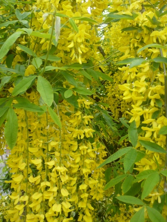 Yellow Laburnum Flowers - Public Domain Photograph