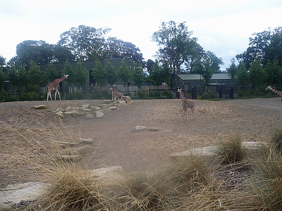 Zoo Giraffes in Dublin Zoo - Public Domain Photograph