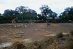 Zoo-Giraffes-in-Dublin-Zoo