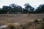 Zoo-Giraffes-in-Dublin-Zoo