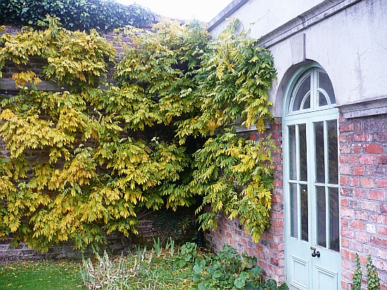 Autumn color foliage - Public Domain Photograph