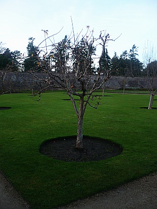 Bare tree - Public Domain Photograph