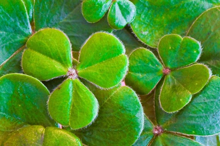 Beautiful shamrocks - Public Domain Photograph