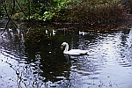 beautiful-swan