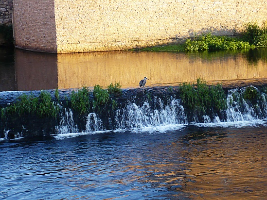 Bird on waterfall - Public Domain Photograph