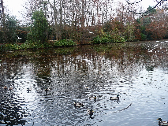 Birds flying - Public Domain Photograph