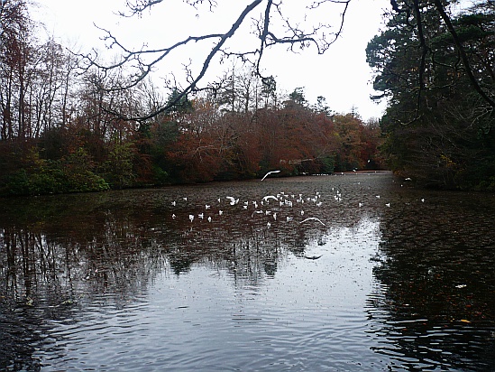 Birds flying to pond - Public Domain Photograph