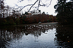 birds-flying-to-pond