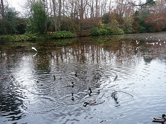 Birds in flight - Public Domain Photograph