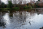 birds-in-flight