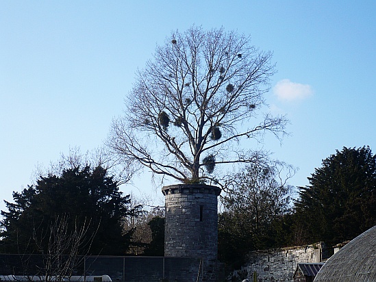 Birds nests above tower - Public Domain Photograph