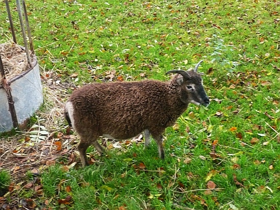 Brown goat - Public Domain Photograph