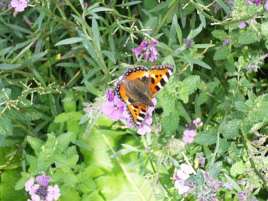 Butterfly on flower - Public Domain Photograph