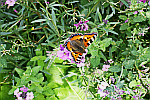 butterfly-on-flower