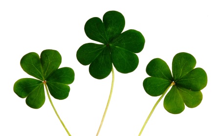 Clover shamrocks - Public Domain Photograph