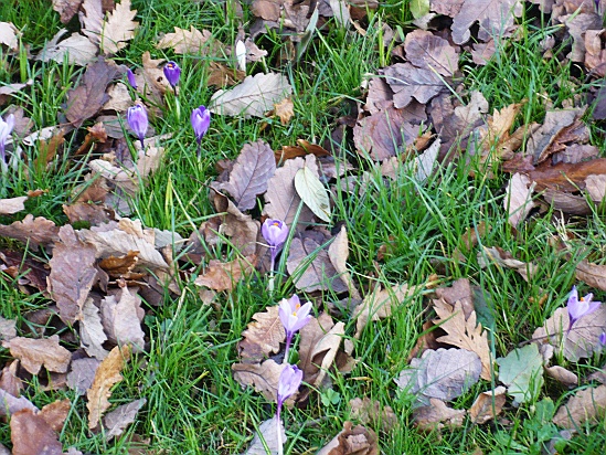 Cyclamen - Public Domain Photograph