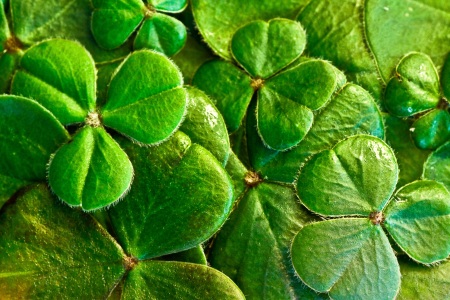 Deep green shamrocks - Public Domain Photograph