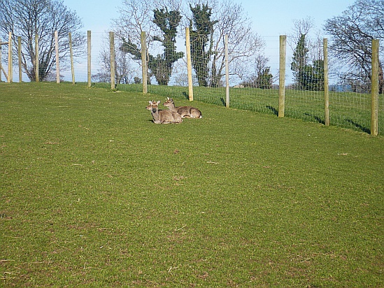 Deer resting - Public Domain Photograph